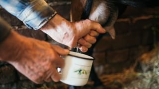 ಪ್ರತಿ ರಾತ್ರಿ ಎರಡು ಬೆಳ್ಳುಳ್ಳಿ ಎಸಳು ತಿಂದರೆ, ಈ ಎಲ್ಲಾ ಕಾಯಿಲೆಗಳು ಕೇವಲ 10 ದಿನದಲ್ಲಿ ಮಾಯವಾಗುತ್ತೆ!