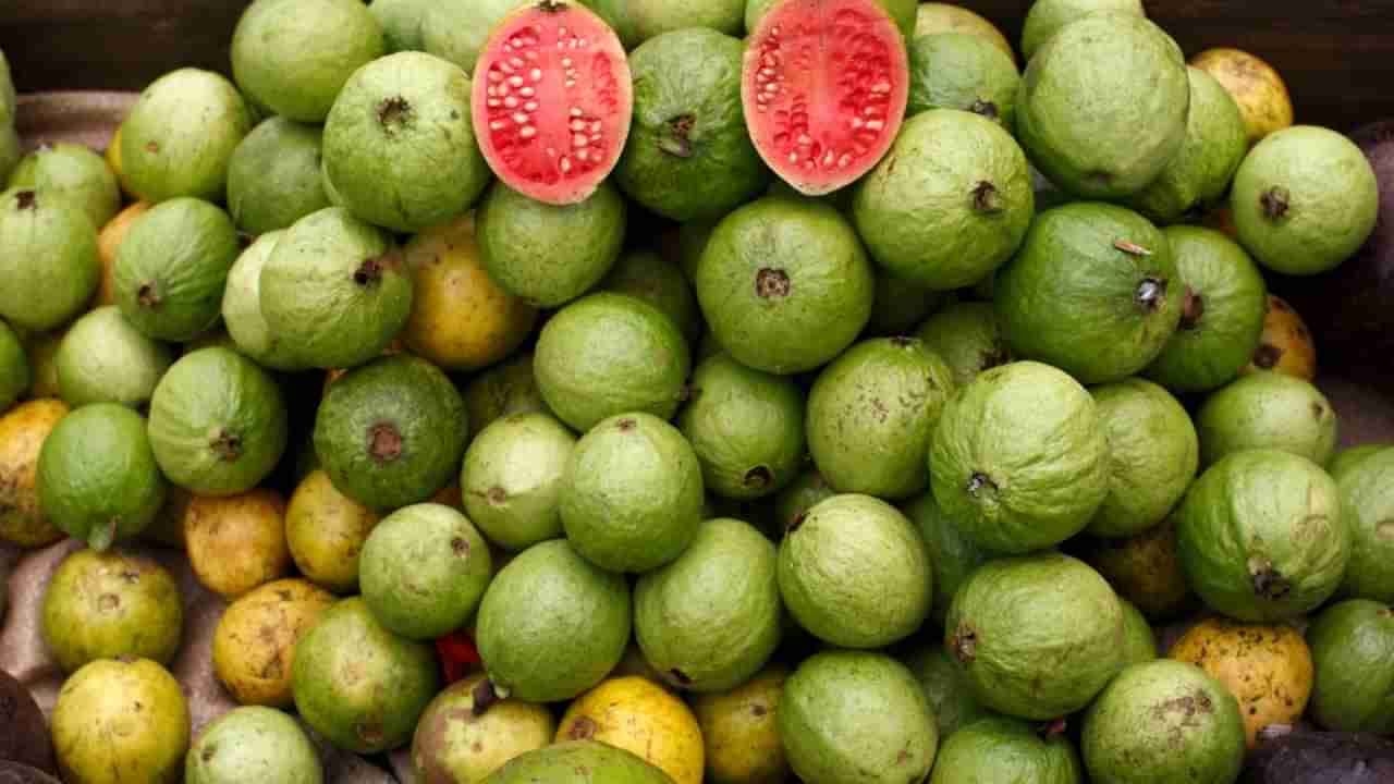 ಈ ಆರೋಗ್ಯ ಸಮಸ್ಯೆ ಇದ್ದು ಪೇರಳೆ ಹಣ್ಣು ತಿಂದ್ರೆ ಅಪಾಯ ಕಟ್ಟಿಟ್ಟ ಬುತ್ತಿ