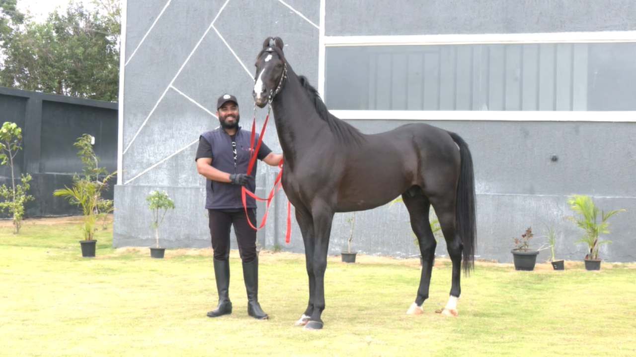 ರೋಲೆಕ್ಸ್ ಎಂಬ ಹೆಸರಿನ ಈ ಕುದುರೆ, ಮಾರ್ವಾಡಿ ತಳಿಯ ಕುದುರೆ ಆಗಿದೆ. ಸೇವಾಡಿಯಾ ಮಠ್ ಅನ್ನೋ ರಾಯಲ್ ಬ್ಲಡ್ ಲೈನ್ಗೆ ಸೇರಿದೆ. ಸದ್ಯ ಮೂರುವರೆ ವರ್ಷದ ಈ ಕುದುರೆಯ ಮಸ್ತಾದ ದೇಹಕಟ್ಟು ಹಾಗೂ ಸುರಸುಂದರಿಯರನ್ನ ಮೀರಿಸುವ ಅದರ ನಡಿಗೆ, ಕಾಲು ಪಾದ ಊರುವ ಭಂಗಿಗಳಿಂದಲೇ ಎಲ್ಲರನ್ನ ತನ್ನತ್ತ ಆಕರ್ಷಿಸುತ್ತದೆ.