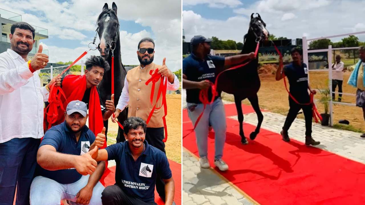 ರೋಲೆಕ್ಸ್ ಎರಡು ಬಾರಿ ನ್ಯಾಷನಲ್ ಲೆವೆಲ್ ಕಾಂಪಿಟೇಶನ್ನಲ್ಲಿ ಚಾಂಪಿಯನ್ ಆಗಿದ್ದಾನೆ. ಪ್ರತಿದಿನ ಈ ಕುದುರೆಗೆ 12 ಲೀಟರ್ ಹಾಲು, 1 ಡಜನ್ ಮೊಟ್ಟೆ ಸೇರಿದಂತೆ ಹಸಿರು ಹುಲ್ಲು ಹಾಗೂ ಎರಡು ಬಾರಿ ಬಾಡಿ ಮಸಾಜ್, ಜಿಮ್ ವರ್ಕೌಟ್ ಎಲ್ಲವೂ ಮಾಡಿಸಲಾಗುತ್ತದೆ.