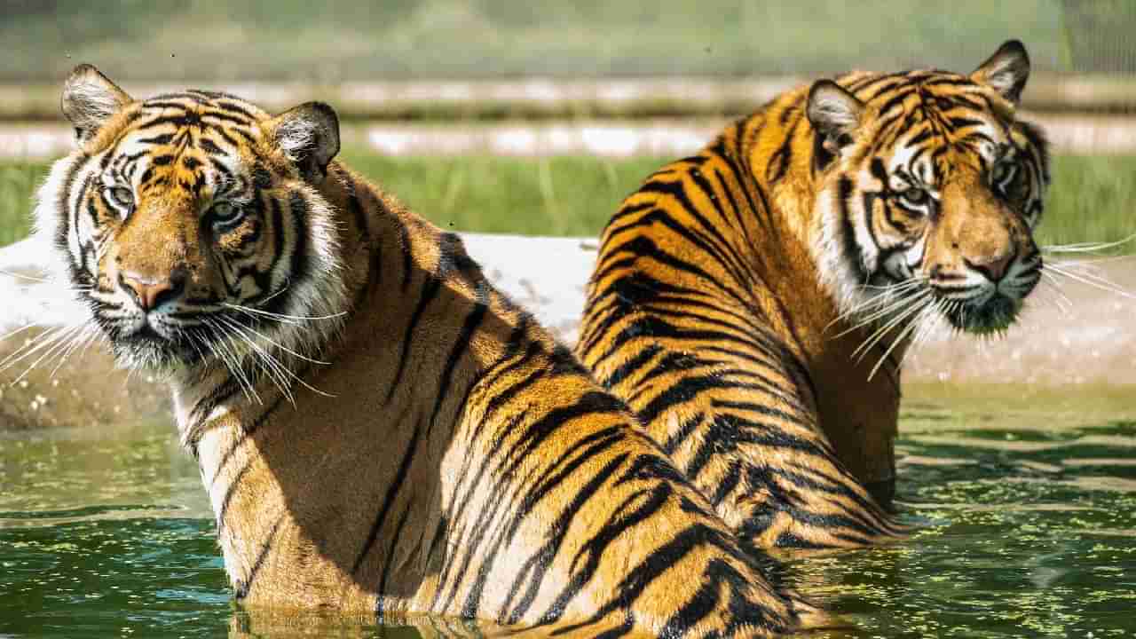 International Tiger Day 2025: ಹುಲಿ ಸಂರಕ್ಷಣೆ ನಮ್ಮೆಲ್ಲರ ಹೊಣೆ; ಹುಲಿ ದಿನದ ಆಚರಣೆಯ ಬಗ್ಗೆ ನಿಮ್ಗೊತ್ತಾ?