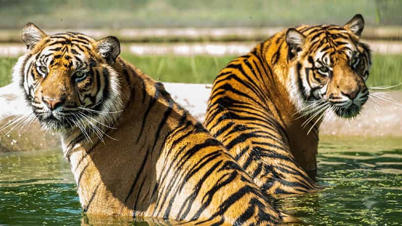 International Tiger Day 2025: ಹುಲಿ ಸಂರಕ್ಷಣೆ ನಮ್ಮೆಲ್ಲರ ಹೊಣೆ; ಹುಲಿ ದಿನದ ಆಚರಣೆಯ ಬಗ್ಗೆ ನಿಮ್ಗೊತ್ತಾ?