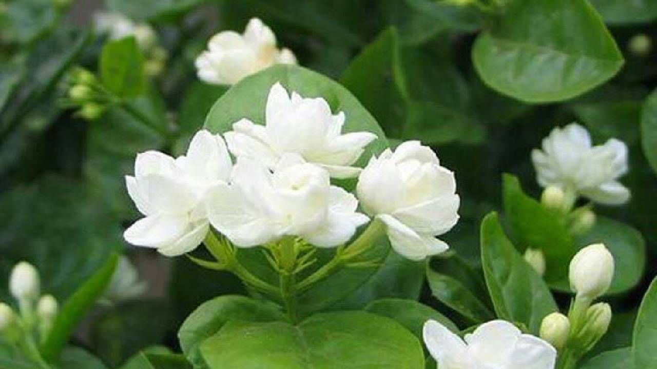 ಮಲ್ಲಿಗೆ ಹೂವಿನ ಗಿಡ: ನೀವು ಮನೆಯ ಮುಂಭಾಗದಲ್ಲಿ ಮಲ್ಲಿಗೆ ಹೂವಿನ ಗಿಡವನ್ನು ಸಹ ನೆಡಬಹುದು. ವಿಶೇಷವಾಗಿ ಈ ಹೂವು ಮನಸ್ಸಿಗೆ ಶಾಂತಿ ಮತ್ತು ಮುದವನ್ನು ನೀಡುತ್ತದೆ. ಅಲ್ಲದೆ ಈ ಗಿಡಗಳು ಮನೆಯಲ್ಲಿ ಸಕಾರಾತ್ಮಕ ಶಕ್ತಿ ನೆಲೆಸುವಂತೆ ಮಾಡುತ್ತದೆ.