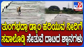 ತುಂಗಭದ್ರಾ ಜಲಾಶದಿಂದ ಏಕಾಏಕಿ ನುಗ್ಗಿ ಬಂದ ನೀರು, ಶ್ವಾನಗಳು ಎಸ್ಕೇಪ್