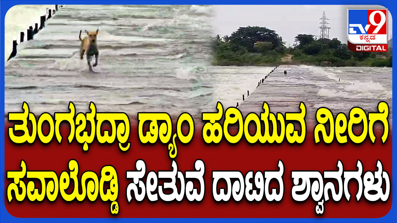 ತುಂಗಭದ್ರಾ ಜಲಾಶದಿಂದ ಏಕಾಏಕಿ ನುಗ್ಗಿ ಬಂದ ನೀರು, ಶ್ವಾನಗಳು ಗ್ರೇಟ್ ಎಸ್ಕೇಪ್