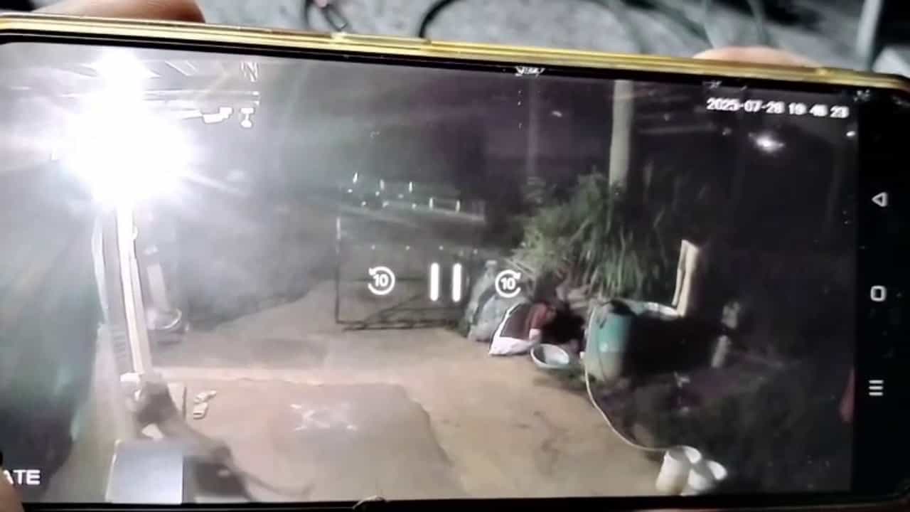 ಮೈಸೂರು: ಮನೆ ಅಂಗಳಕ್ಕೇ ಬಂದು ನಾಯಿಯ ಹೊತ್ತೊಯ್ದ ಚಿರತೆ, ಸಿಸಿಟಿವಿಲಿ ಸೆರೆಯಾಯ್ತು ದೃಶ್ಯ ಮೈಸೂರು: ಮನೆ ಅಂಗಳಕ್ಕೇ ಬಂದು ನಾಯಿಯ ಹೊತ್ತೊಯ್ದ ಚಿರತೆ, ಸಿಸಿಟಿವಿಲಿ ಸೆರೆಯಾಯ್ತು ದೃಶ್ಯ
