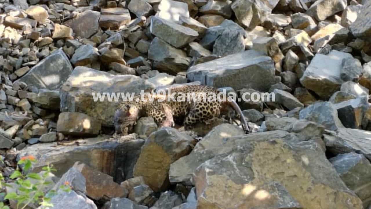 ಹುಲಿ, ಮಂಗ ಆಯ್ತು ಈಗ ಚಿರತೆ ಸರದಿ: ಚಾಮರಾಜನಗರ ಕೊತ್ತಲವಾಡಿ ಬಳಿ ಚಿರತೆ ಶವ ಪತ್ತೆ