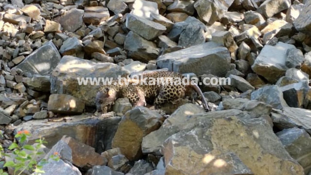 ಹುಲಿ, ಮಂಗ ಆಯ್ತು ಈಗ ಚಿರತೆ ಸರದಿ: ಚಾಮರಾಜನಗರ ಕೊತ್ತಲವಾಡಿ ಬಳಿ ಚಿರತೆ ಶವ ಪತ್ತೆ