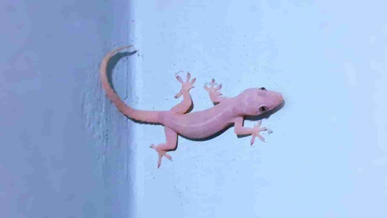 Lizards in Puja Room: ದೇವರ ಕೋಣೆಯಲ್ಲಿ ಹಲ್ಲಿ ಕಂಡರೆ ಏನರ್ಥ? ಶುಭವೊ, ಅಶುಭವೋ?