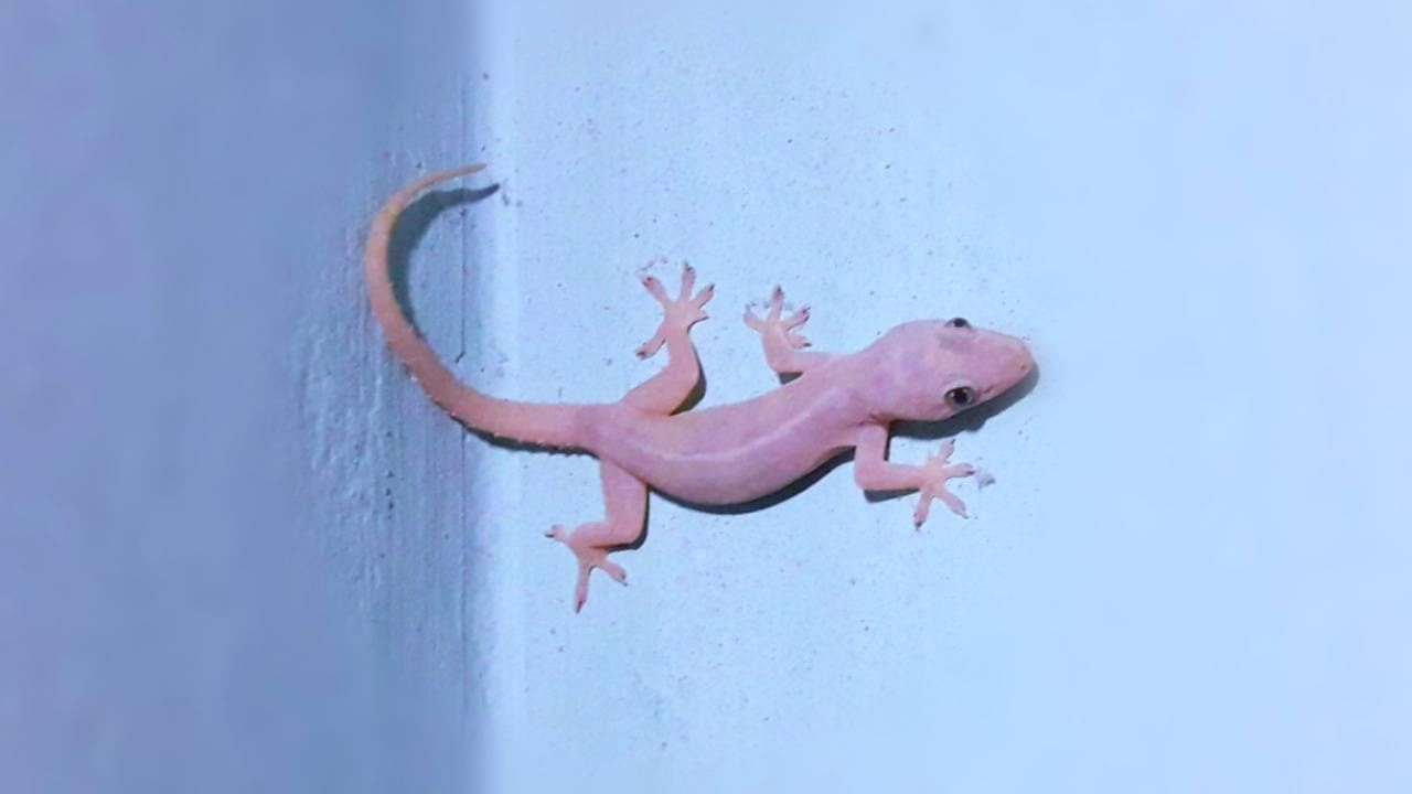 Lizards in Puja Room: ದೇವರ ಕೋಣೆಯಲ್ಲಿ ಹಲ್ಲಿ ಕಂಡರೆ ಏನರ್ಥ? ಶುಭವೊ, ಅಶುಭವೋ? Lizards in Puja Room: ದೇವರ ಕೋಣೆಯಲ್ಲಿ ಹಲ್ಲಿ ಕಂಡರೆ ಏನರ್ಥ? ಶುಭವೊ, ಅಶುಭವೋ?