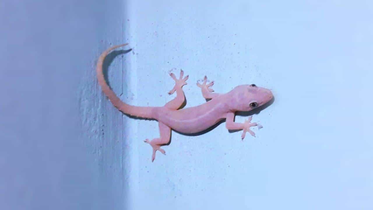 Lizards in Puja Room: ದೇವರ ಕೋಣೆಯಲ್ಲಿ ಹಲ್ಲಿ ಕಂಡರೆ ಏನರ್ಥ? ಶುಭವೊ, ಅಶುಭವೋ? Lizards in Puja Room: ದೇವರ ಕೋಣೆಯಲ್ಲಿ ಹಲ್ಲಿ ಕಂಡರೆ ಏನರ್ಥ? ಶುಭವೊ, ಅಶುಭವೋ?