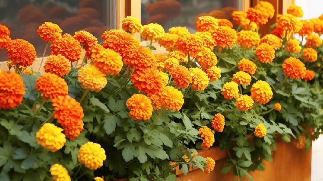 ಚೆಂಡು ಹೂವು: ಹಿಂದೂ ಸಂಪ್ರದಾಯದಲ್ಲಿ ಚೆಂಡು ಹೂವನ್ನು ಪವಿತ್ರವೆಂದು ಪರಿಗಣಿಸಲಾಗಿದೆ. ಅಲ್ಲದೆ ಶಾಸ್ತ್ರಗಳ ಪ್ರಕಾರ ಮಾರಿಗೋಲ್ಡ್ ಅಂದರೆ ಚೆಂಡು ಹೂವಿನ ಗಿಡ ಮನೆಗೆ ಧನಾತ್ಮಕ ಶಕ್ತಿಯನ್ನು ತರುತ್ತದೆ. ಹಾಗಾಗಿ ಈ ಹೂವಿನ ಗಿಡವನ್ನು ಮನೆ ಮುಂದೆ ನೆಡಬೇಕು.