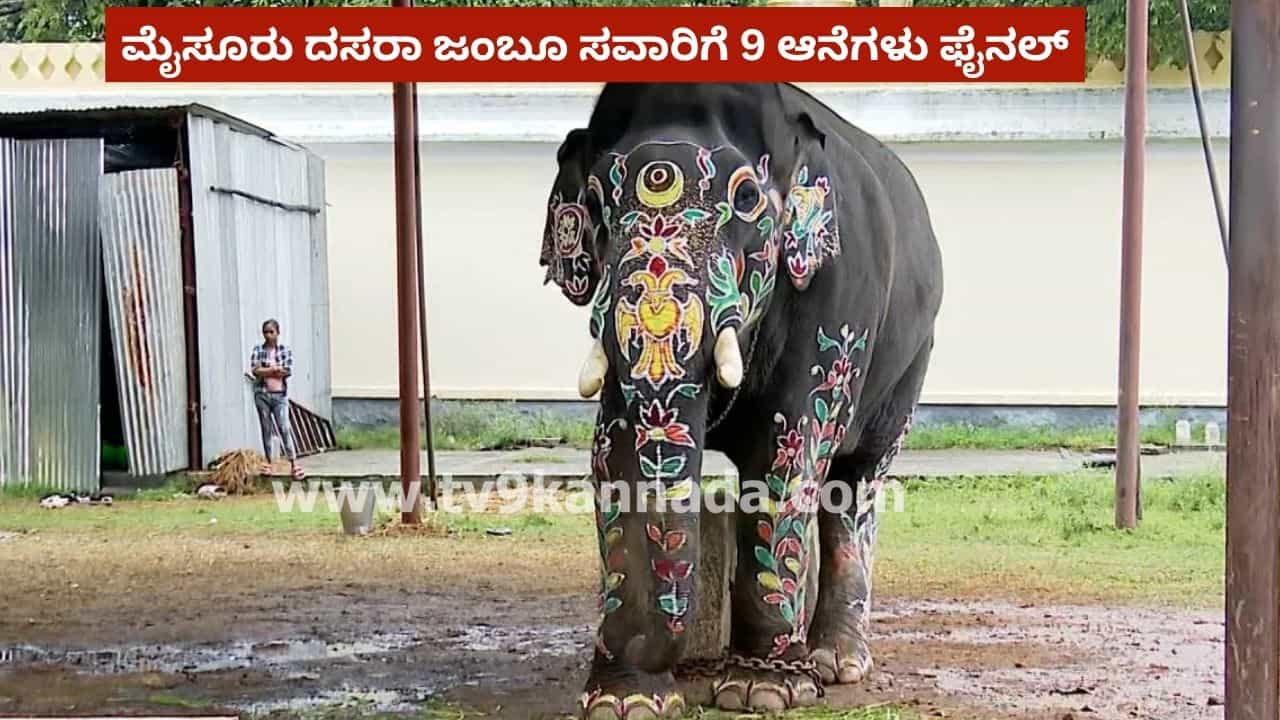 Mysuru Dasara: ಮೈಸೂರು ದಸರಾ ಜಂಬೂ ಸವಾರಿಗೆ 9 ಆನೆಗಳ ಆಯ್ಕೆ ಅಂತಿಮ: ಇಲ್ಲಿದೆ ಪಟ್ಟಿ Mysuru Dasara: ಮೈಸೂರು ದಸರಾ ಜಂಬೂ ಸವಾರಿಗೆ 9 ಆನೆಗಳ ಆಯ್ಕೆ ಅಂತಿಮ: ಇಲ್ಲಿದೆ ಪಟ್ಟಿ