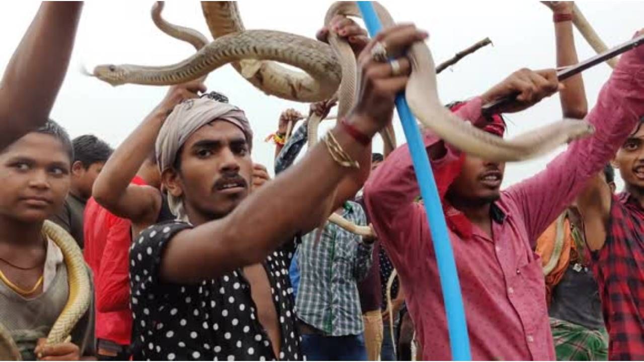 Festival Of Snakes: ವಿಷಕಾರಿ ಹಾವುಗಳನ್ನು ಕತ್ತಿಗೆ ಸುತ್ತಿಕೊಂಡು ಸಂಭ್ರಮಿಸುವ ವಿಚಿತ್ರ ಸಂಪ್ರದಾಯ! Festival Of Snakes: ವಿಷಕಾರಿ ಹಾವುಗಳನ್ನು ಕತ್ತಿಗೆ ಸುತ್ತಿಕೊಂಡು ಸಂಭ್ರಮಿಸುವ ವಿಚಿತ್ರ ಸಂಪ್ರದಾಯ!