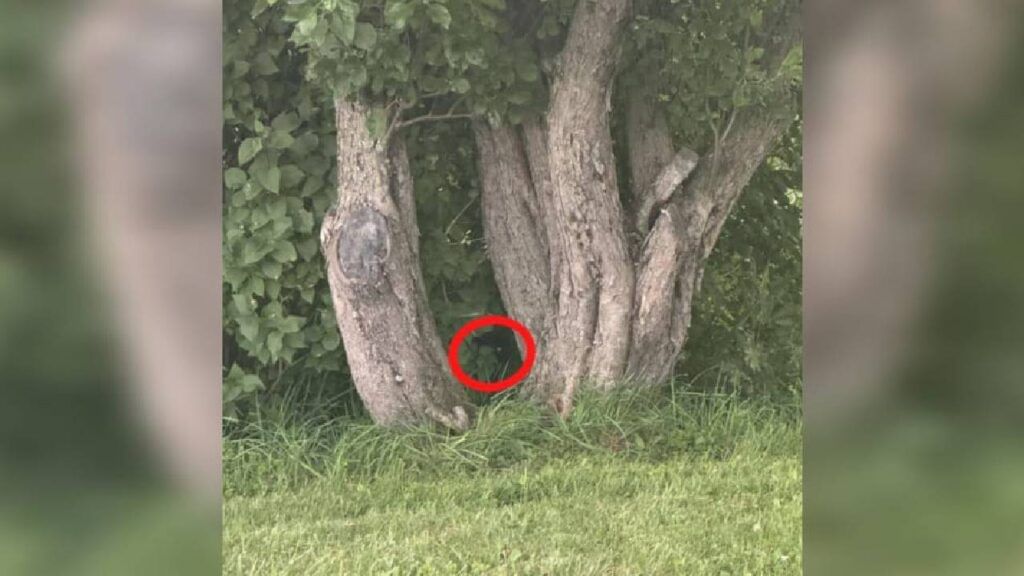 Optical Illusion (1)