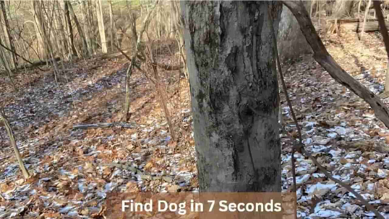 Optical Illusion: ಈ ಚಿತ್ರದಲ್ಲಿ ಅಡಗಿರುವ ನಾಯಿಯನ್ನು ಕೇವಲ 7 ಸೆಕೆಂಡುಗಳಲ್ಲಿ ಪತ್ತೆ ಹಚ್ಚಲು ನಿಮ್ಮಿಂದ ಸಾಧ್ಯವೇ?