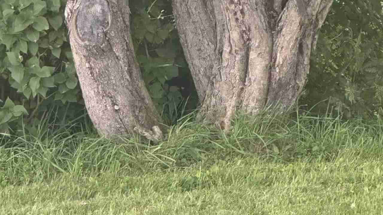 Optical Illusion: ನಿಮ್ಮ ಕಣ್ಣಿಗೊಂದು ಸವಾಲ್;‌ ಈ ಚಿತ್ರದಲ್ಲಿ ಅಡಗಿರುವ ಬೆಕ್ಕನ್ನು ನಿಮ್ಮಿಂದ ಹುಡುಕಲು ಸಾಧ್ಯವೇ?