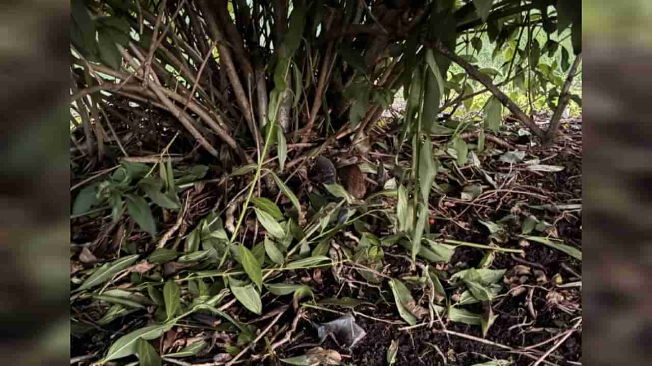 Optical Illusion: ಈ ಚಿತ್ರದಲ್ಲಿ ಅಡಗಿರುವ ಮೊಲವನ್ನು ನೀವು 10 ಸೆಕೆಂಡುಗಳಲ್ಲಿ ಹುಡುಕಬಲ್ಲಿರಾ?