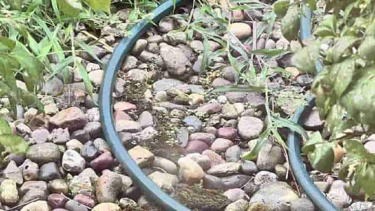 Optical Illusion: ಈ ಚಿತ್ರದಲ್ಲಿರುವ ಕಲ್ಲುಗಳ ಮಧ್ಯೆ ಅಡಗಿರುವ ಕಪ್ಪೆಯನ್ನು ಹುಡುಕಲು ಸಾಧ್ಯವೆ?