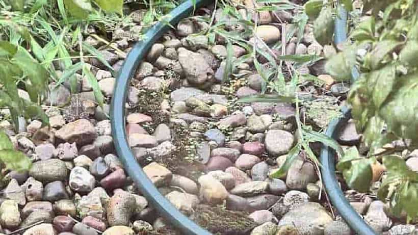 Optical Illusion: ಈ ಚಿತ್ರದಲ್ಲಿರುವ ಕಲ್ಲುಗಳ ಮಧ್ಯೆ ಅಡಗಿರುವ ಕಪ್ಪೆಯನ್ನು ಹುಡುಕಲು ಸಾಧ್ಯವೆ?