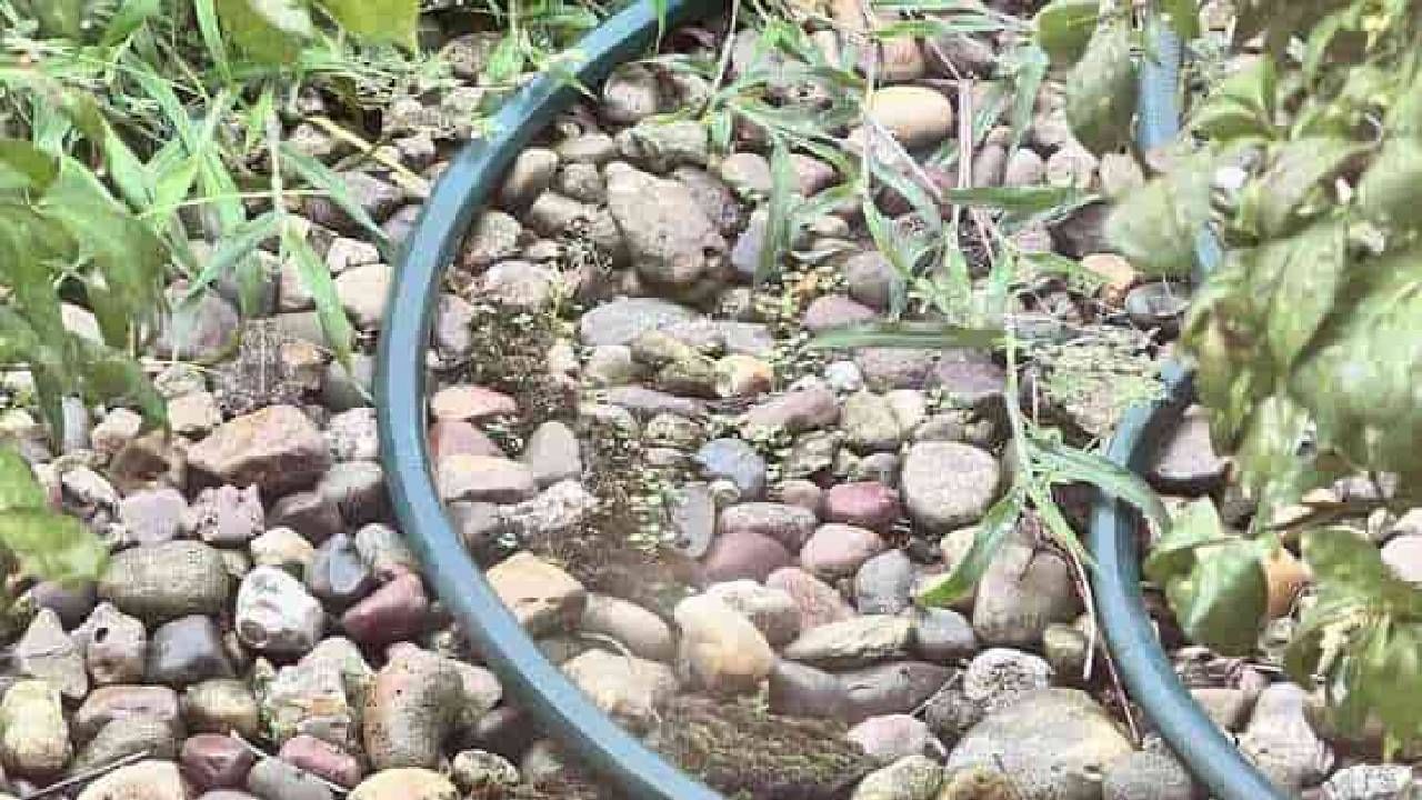 Optical Illusion: ಈ ಚಿತ್ರದಲ್ಲಿರುವ ಕಲ್ಲುಗಳ ಮಧ್ಯೆ ಅಡಗಿರುವ ಕಪ್ಪೆಯನ್ನು ಹುಡುಕಲು ಸಾಧ್ಯವೆ?