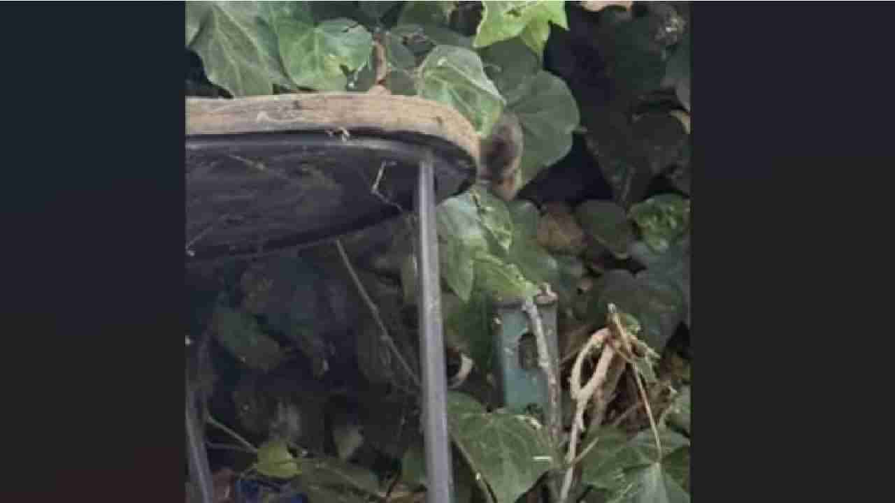 Optical Illusion: ನಿಮಗೊಂದು ಸವಾಲ್;‌ ಈ ಚಿತ್ರದಲ್ಲಿ ತೋಳ ಎಲ್ಲಿದೆ ಎಂದು ಕಂಡು ಹಿಡಿಯುವಿರಾ?