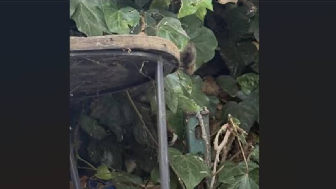 Optical Illusion: ನಿಮಗೊಂದು ಸವಾಲ್;‌ ಈ ಚಿತ್ರದಲ್ಲಿ ತೋಳ ಎಲ್ಲಿದೆ ಎಂದು ಕಂಡು ಹಿಡಿಯುವಿರಾ?