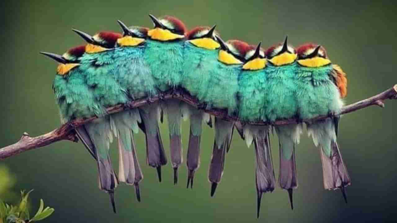 Optical Illusion: ಈ ಮರದ ಕೊಂಬೆ ಮೇಲೆ ಎಷ್ಟು ಪಕ್ಷಿಗಳಿವೆ ಎಂದು ಹೇಳಿ ನೋಡಾ?