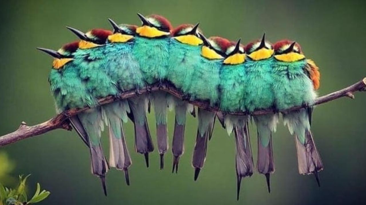 Optical Illusion: ಈ ಮರದ ಕೊಂಬೆ ಮೇಲೆ ಎಷ್ಟು ಪಕ್ಷಿಗಳಿವೆ ಎಂದು ಹೇಳಿ ನೋಡಾ?