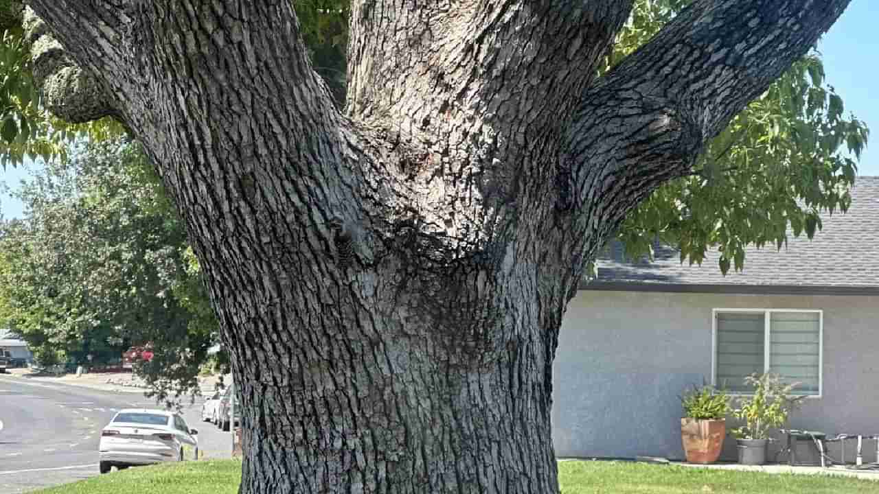 Optical Illusion: ಈ ಚಿತ್ರದಲ್ಲಿ ಅಡಗಿರುವ ಮರಕುಟಿಕವನ್ನು ಪತ್ತೆ ಹಚ್ಚಲು ನಿಮ್ಮಿಂದ ಸಾಧ್ಯವೇ?