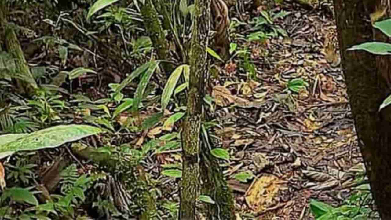 Optical Illusion: ಈ ದಟ್ಟ ಅರಣ್ಯದಲ್ಲಿ ಅಡಗಿರುವ ಚಿರತೆಯನ್ನು 10 ಸೆಕೆಂಡಿನಲ್ಲಿ ಹುಡುಕಿ