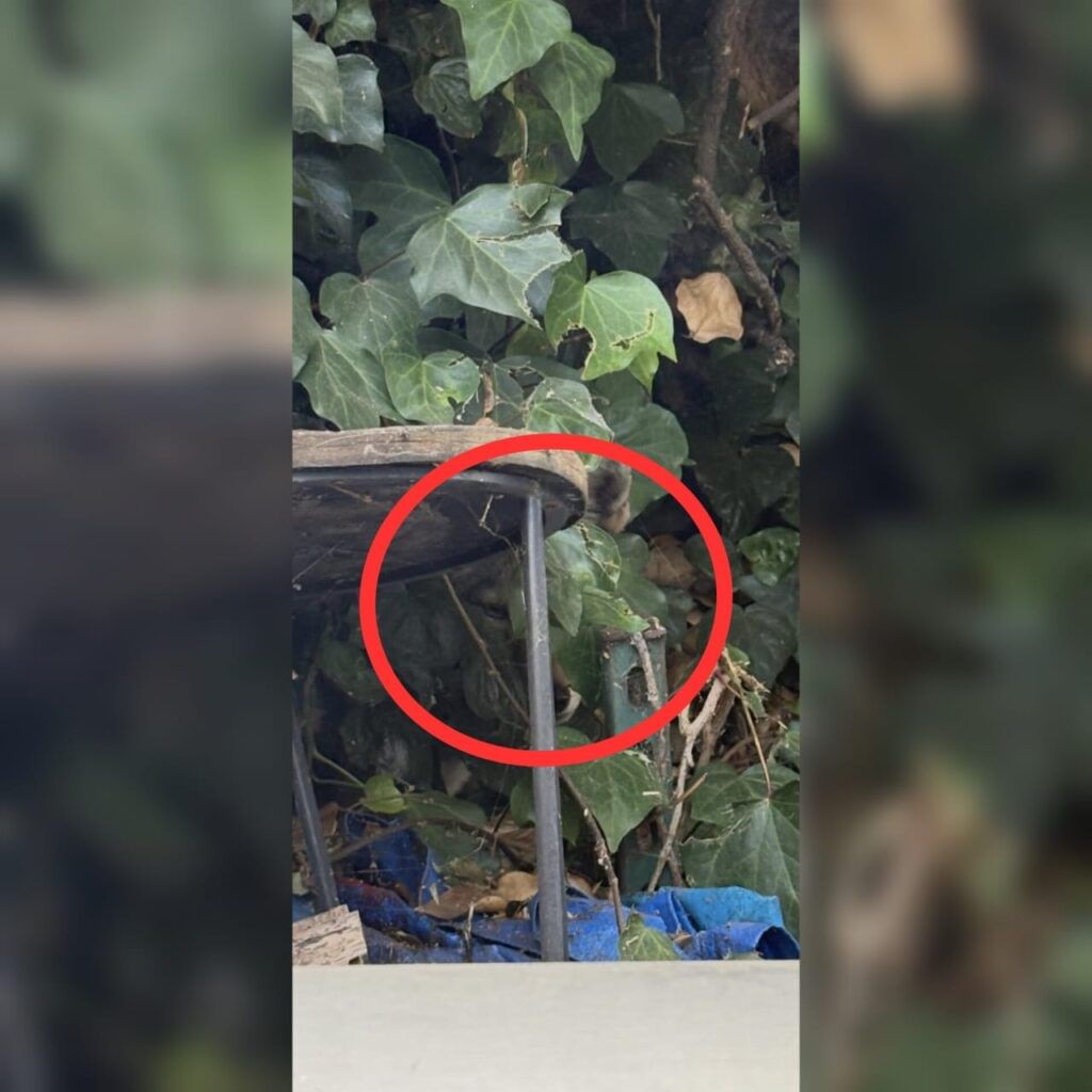 Optical Illusion Answer