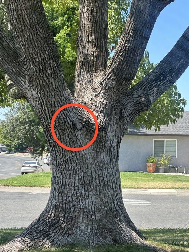 Optical Illusion Answer