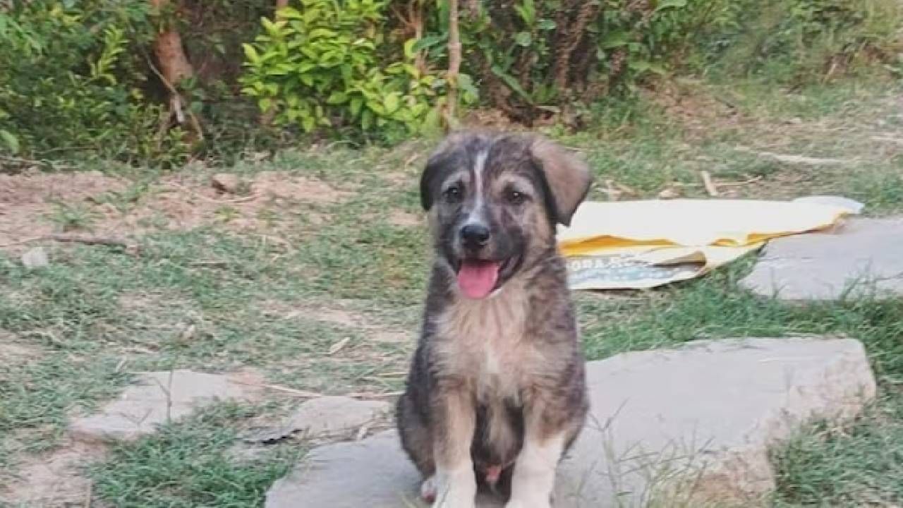 ಹಿಮಾಚಲ ಭೂಕುಸಿತ, 63 ಜನರ ಜೀವ ಉಳಿಸಿದ ಸಾಕು ನಾಯಿ ರಾಕಿ ಹಿಮಾಚಲ ಭೂಕುಸಿತ, 63 ಜನರ ಜೀವ ಉಳಿಸಿದ ಸಾಕು ನಾಯಿ ರಾಕಿ