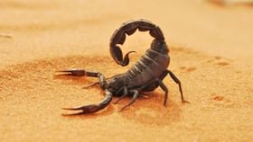 ಚೇಳು ಕಚ್ಚಿದ್ರೆ ಮೊದಲು ಏನು ಮಾಡಬೇಕು?