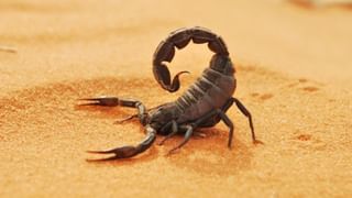 ನರಗಳಿಗೆ ಹಾನಿ ಮಾಡುವ ಈ ಆಹಾರವನ್ನು ಅಪ್ಪಿತಪ್ಪಿಯೂ ಸೇವಿಸಬೇಡಿ