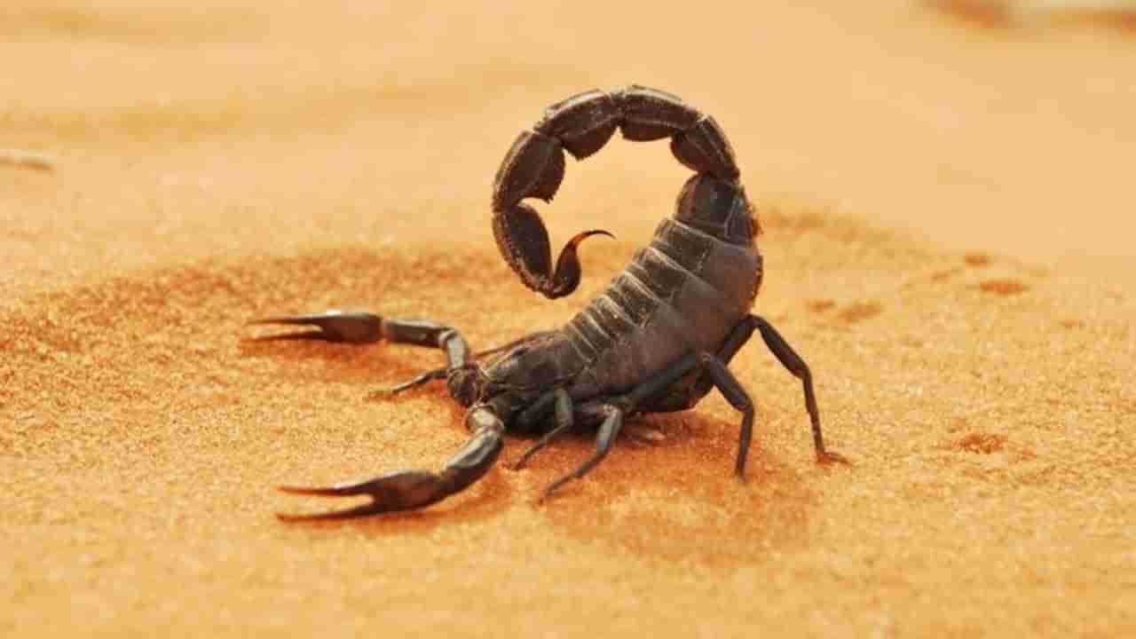 ಚೇಳು ಕಚ್ಚಿದ್ರೆ ಮೊದಲು ಏನು ಮಾಡಬೇಕು? ಆಯುರ್ವೇದ ವೈದ್ಯರು ಹೀಗೆ ಹೇಳುತ್ತಾರೆ