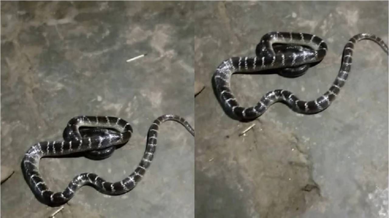 ಸಂಗಾತಿಯ ಕೊಂದವರ ಮನೆಗೆ ನುಗ್ಗಿ ಸೇಡು ತೀರಿಸಿಕೊಂಡ ಹೆಣ್ಣು ಹಾವು