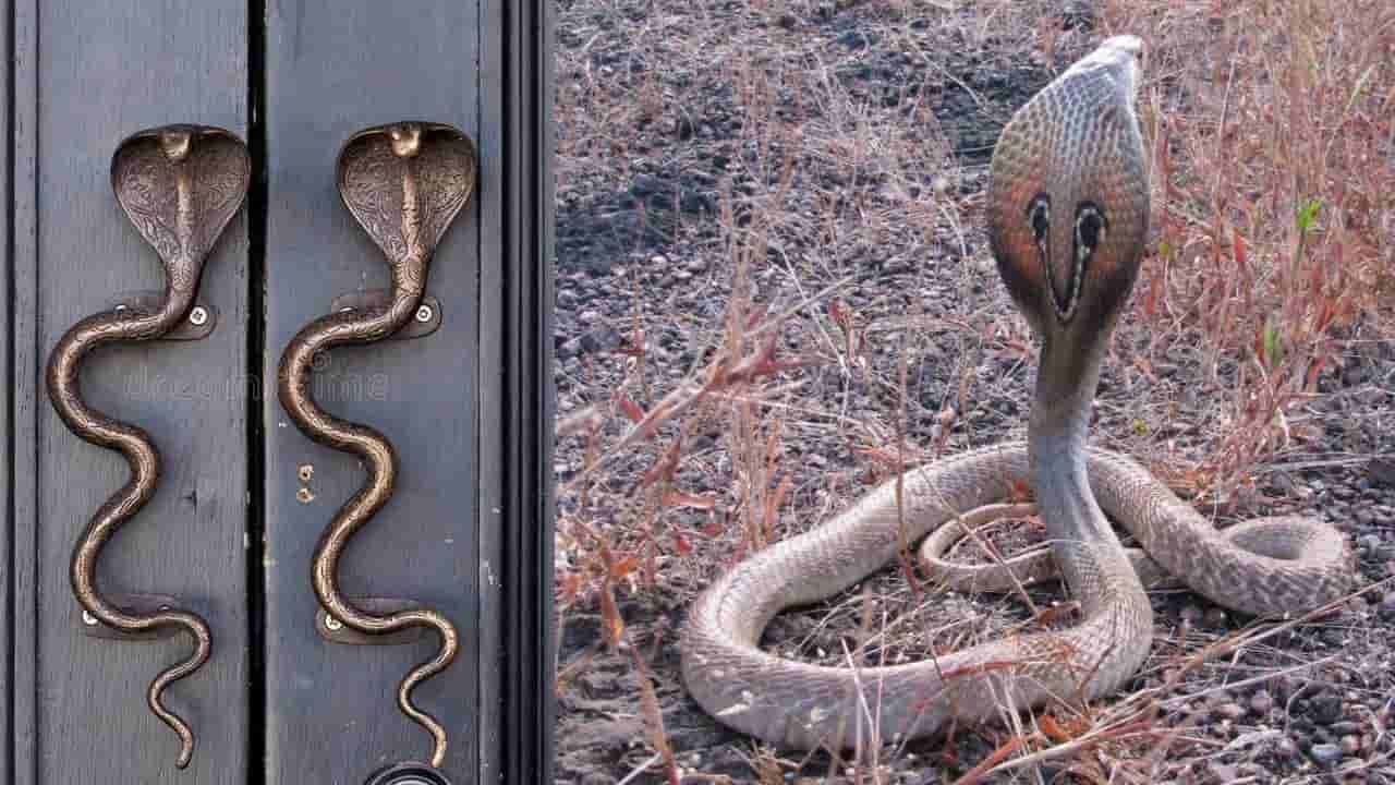 Sarpashapa: ಸರ್ಪ ಶಾಪದಿಂದ ಸುತಕ್ಷಯ ಯೋಗ ಎಂದರೇನು? ಅದಕ್ಕೆ ಕಾರಣವಾಗುವ ಗ್ರಹ, ಪರಿಹಾರ ಹೀಗಿವೆ