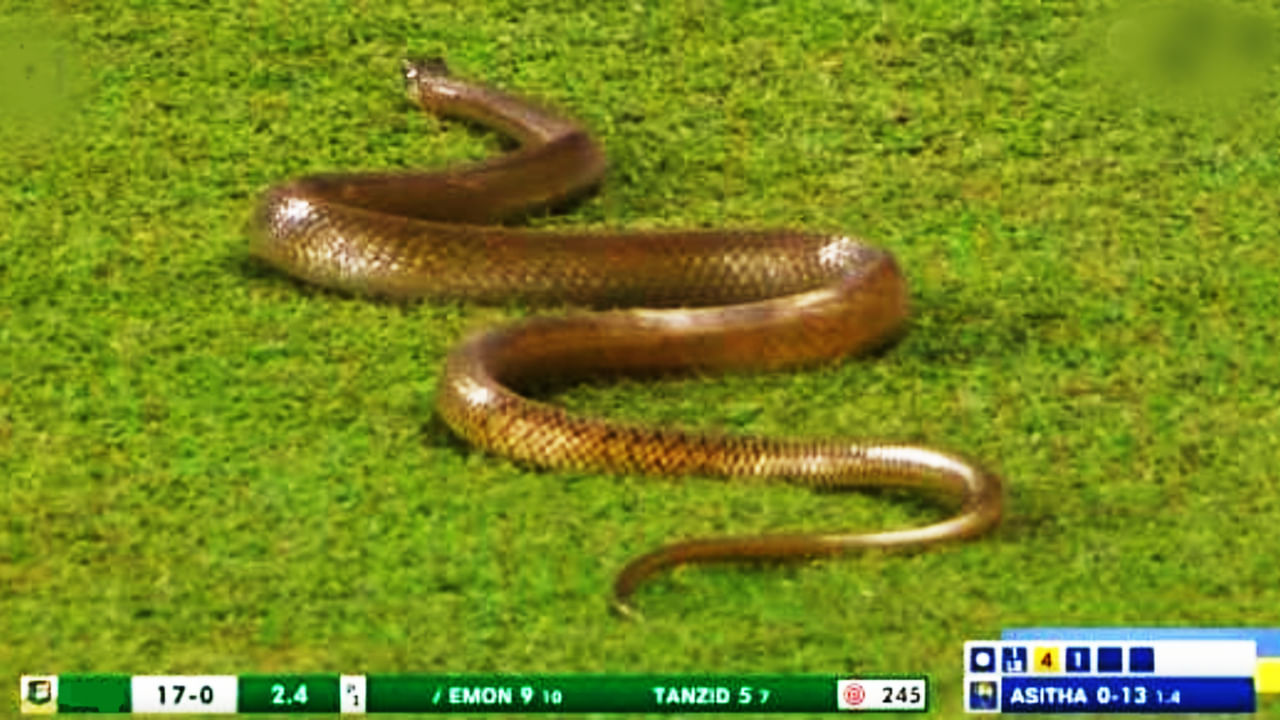 VIDEO: ಪಂದ್ಯದ ವೇಳೆ ಮೈದಾನಕ್ಕೆ ನುಗ್ಗಿದ ಹಾವು... ಆಮೇಲೇನಾಯ್ತು?