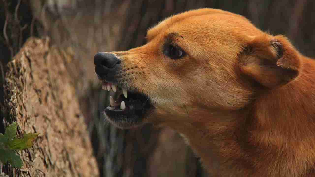 ಚಿಕ್ಕಮಗಳೂರು: ಮೂರು ದಿನದಲ್ಲಿ 35ಕ್ಕೂ ಹೆಚ್ಚು ಜನರ ಮೇಲೆ ಬೀದಿ ನಾಯಿಗಳ ದಾಳಿ