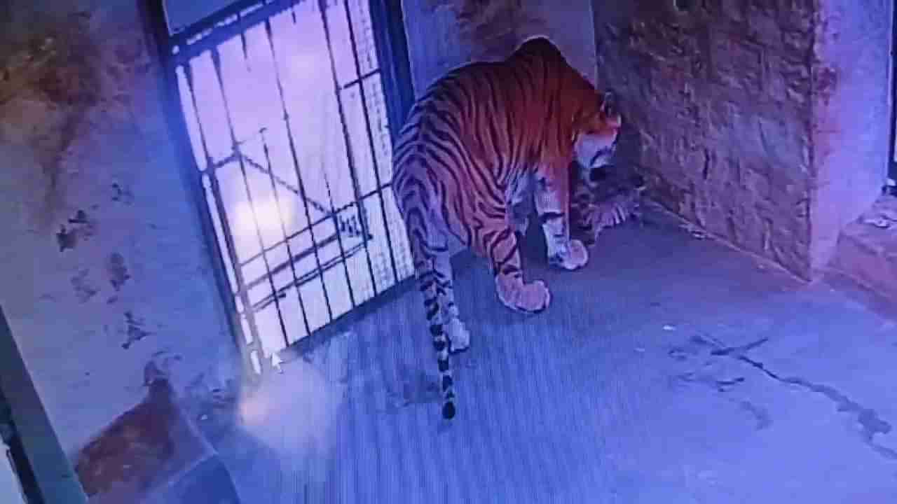 ಬನ್ನೇರುಘಟ್ಟ ಜೈವಿಕ ಉದ್ಯಾನದಲ್ಲಿ 3 ಹುಲಿಮರಿಗಳ ಸಾವು