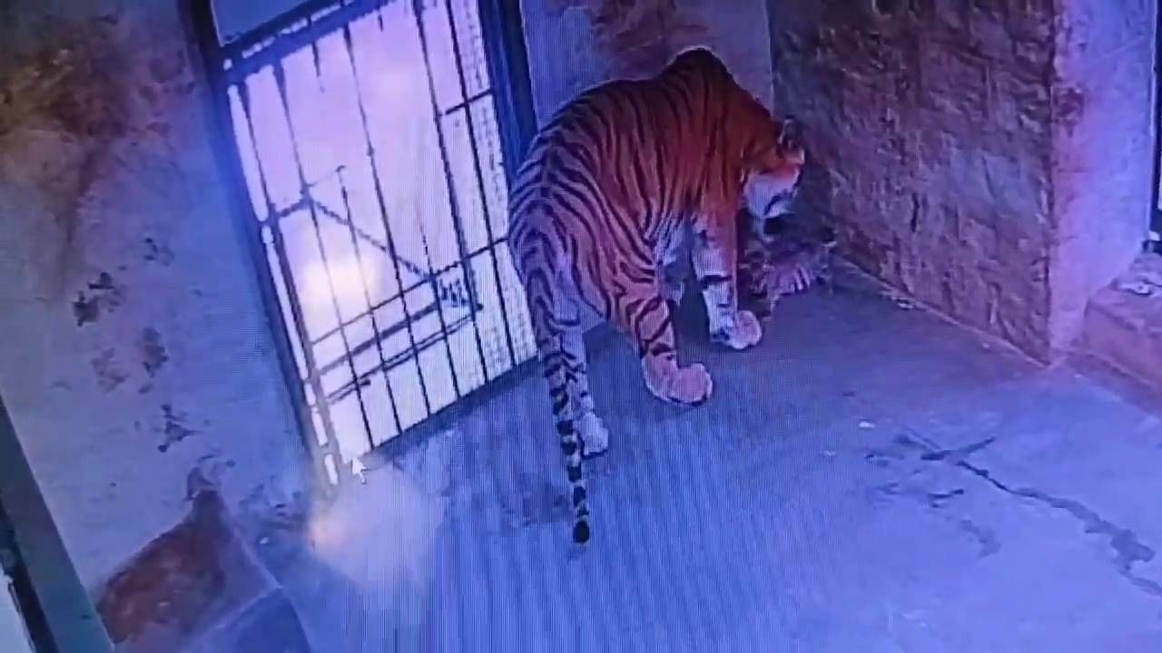 ಬನ್ನೇರುಘಟ್ಟ ಜೈವಿಕ ಉದ್ಯಾನದಲ್ಲಿ 3 ಹುಲಿಮರಿಗಳ ಸಾವು