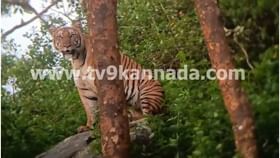 ಹುಲಿರಾಯನ ಫೋಸ್​ ಕಂಡು ಹೌದು ಹುಲಿಯಾ ಎಂದ ಪ್ರವಾಸಿಗರು