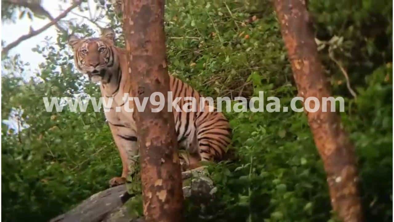 ಹುಲಿರಾಯನ ಫೋಸ್ ಕಂಡು ಹೌದು ಹುಲಿಯಾ ಎಂದ ಪ್ರವಾಸಿಗರು ಹುಲಿರಾಯನ ಫೋಸ್ ಕಂಡು ಹೌದು ಹುಲಿಯಾ ಎಂದ ಪ್ರವಾಸಿಗರು