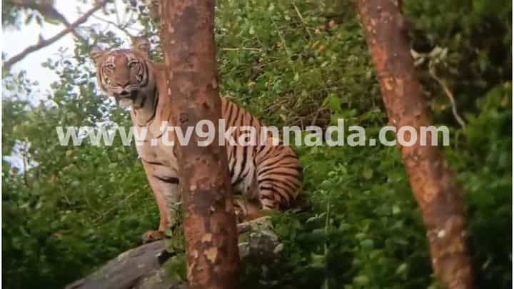 ಹುಲಿರಾಯನ ಫೋಸ್ ಕಂಡು ಹೌದು ಹುಲಿಯಾ ಎಂದ ಪ್ರವಾಸಿಗರು ಹುಲಿರಾಯನ ಫೋಸ್ ಕಂಡು ಹೌದು ಹುಲಿಯಾ ಎಂದ ಪ್ರವಾಸಿಗರು