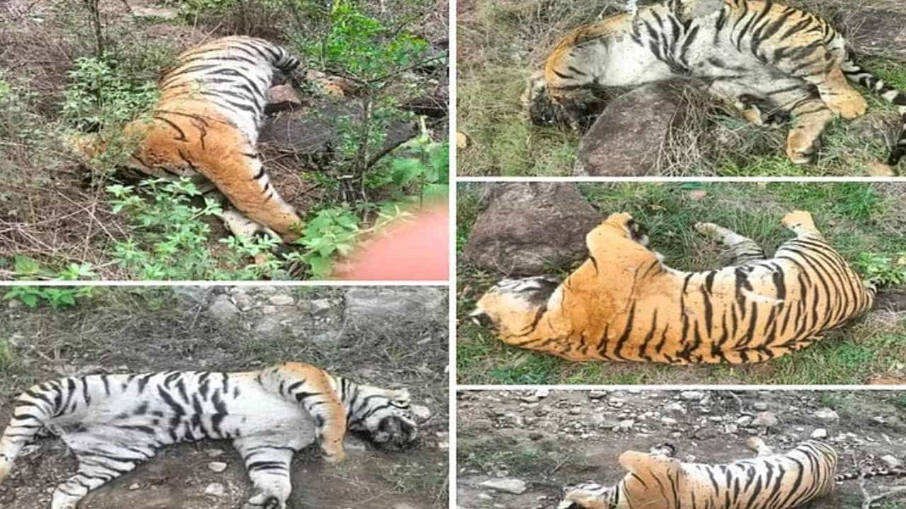 ಚಾಮರಾಜನಗರದಲ್ಲಿ 5 ಹುಲಿಗಳ ಸಾವು ಕೇಸ್: ಕ್ರಿಮಿನಾಶಕ ಬಳಸಿರುವುದು ವರದಿಯಲ್ಲಿ ದೃಢ ಚಾಮರಾಜನಗರದಲ್ಲಿ 5 ಹುಲಿಗಳ ಸಾವು ಕೇಸ್: ಕ್ರಿಮಿನಾಶಕ ಬಳಸಿರುವುದು ವರದಿಯಲ್ಲಿ ದೃಢ