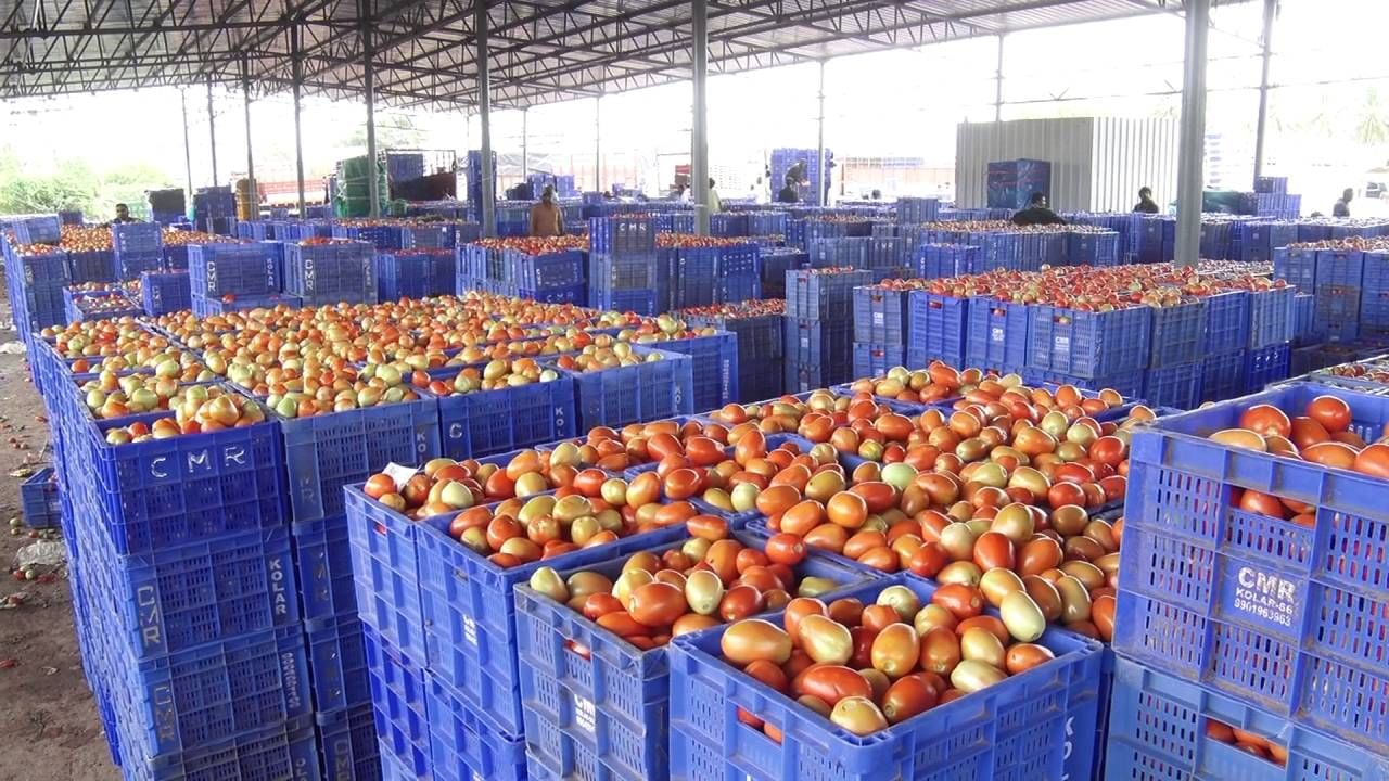 ಕೆಂಪು ಸುಂದರಿಗೆ ಡಿಮ್ಯಾಂಡಪ್ಪೋ ಡಿಮ್ಯಾಂಡು: 100ರ ಗಡಿಯತ್ತ ಟೊಮ್ಯಾಟೊ ಬೆಲೆ