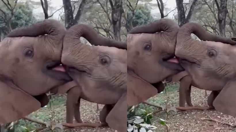 Video: ಇದು ಒಡಹುಟ್ಟಿದವರ ಶುದ್ಧ ಪ್ರೀತಿ, ಮರಿ ಆನೆಗಳ ಕ್ಯೂಟ್ ಚುಂಬನ