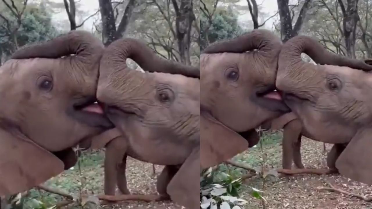 Video: ಇದು ಒಡಹುಟ್ಟಿದವರ ಶುದ್ಧ ಪ್ರೀತಿ, ಮರಿ ಆನೆಗಳ ಕ್ಯೂಟ್ ಚುಂಬನ